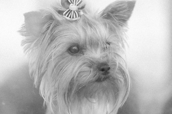 Wat zijn de voordelen van hondentraining op jonge leeftijd?